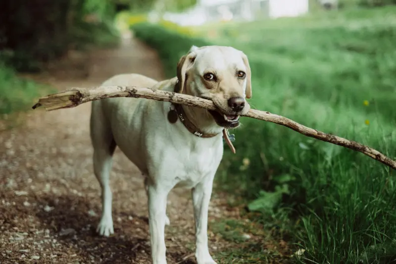 Weekly dog walk