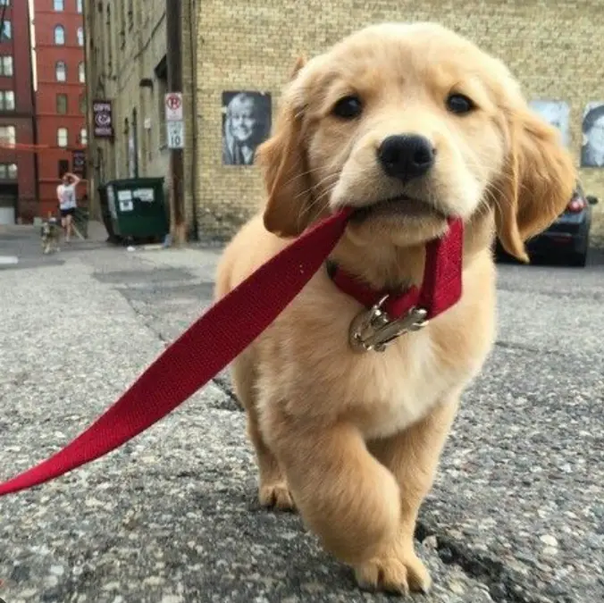Weekly Dog Walk